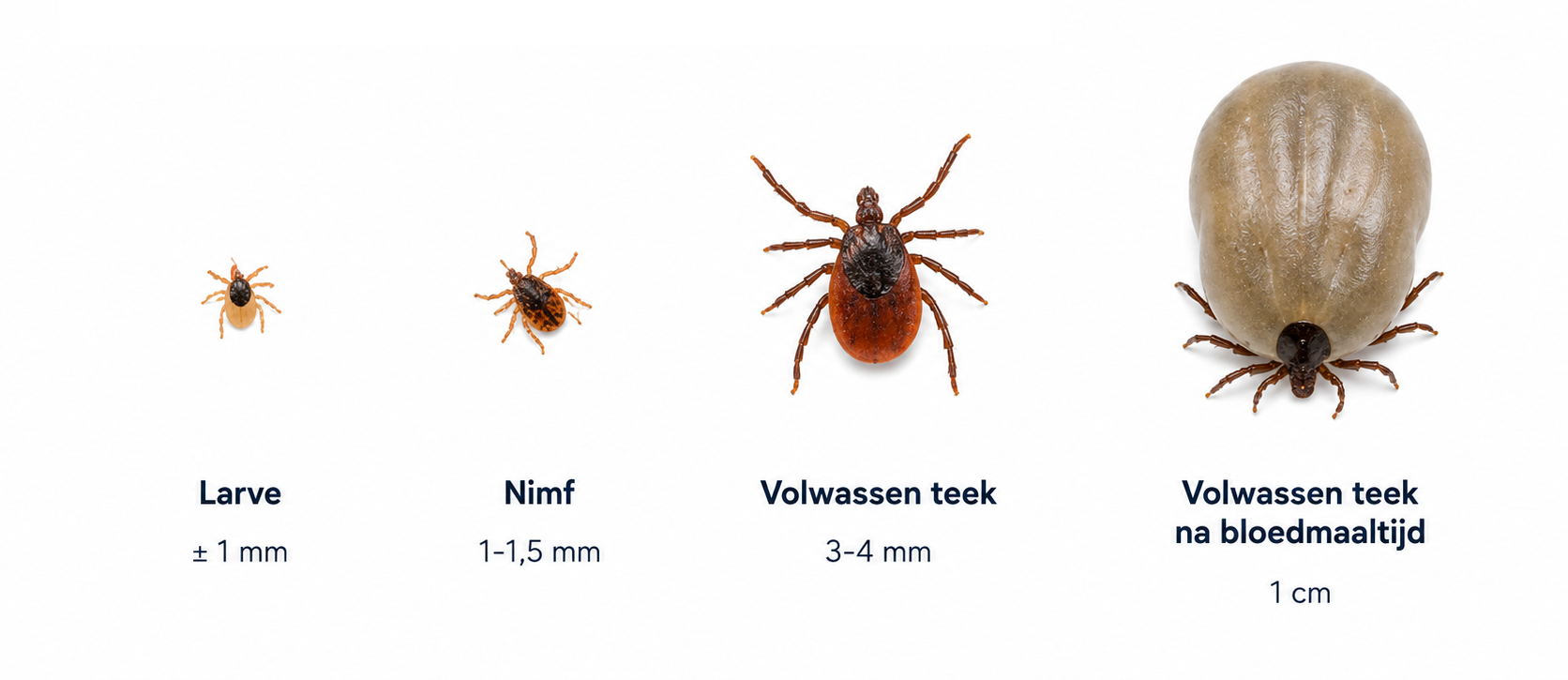 Verschillende stadia van een teek: larve, nimf, volwassen teek en volgezogen teek